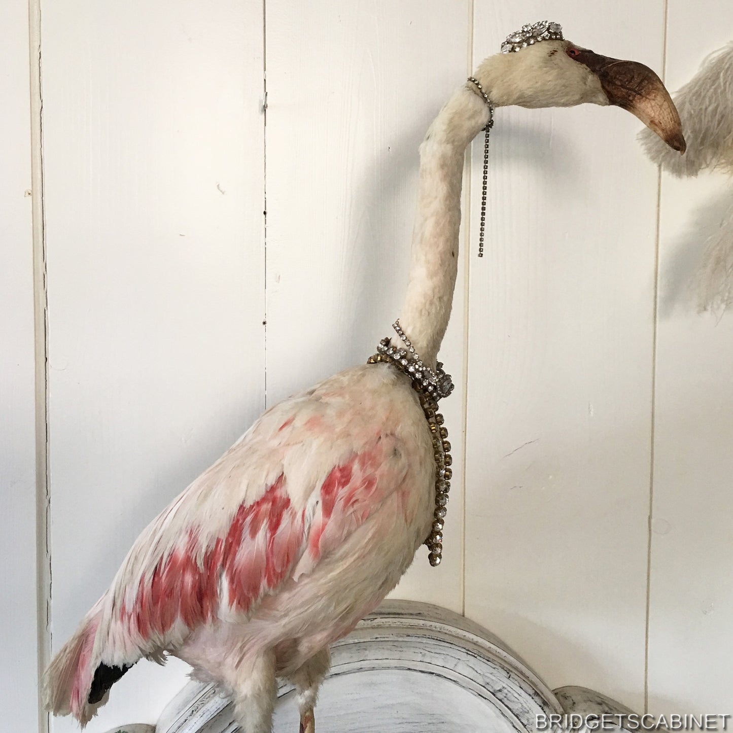 1930s Taxidermy Flamingo Mounted