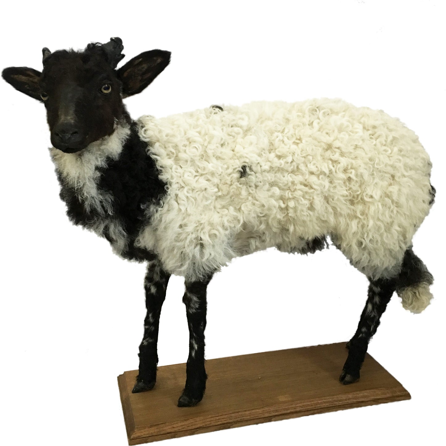 1930s French Taxidermy Sheep Mounted