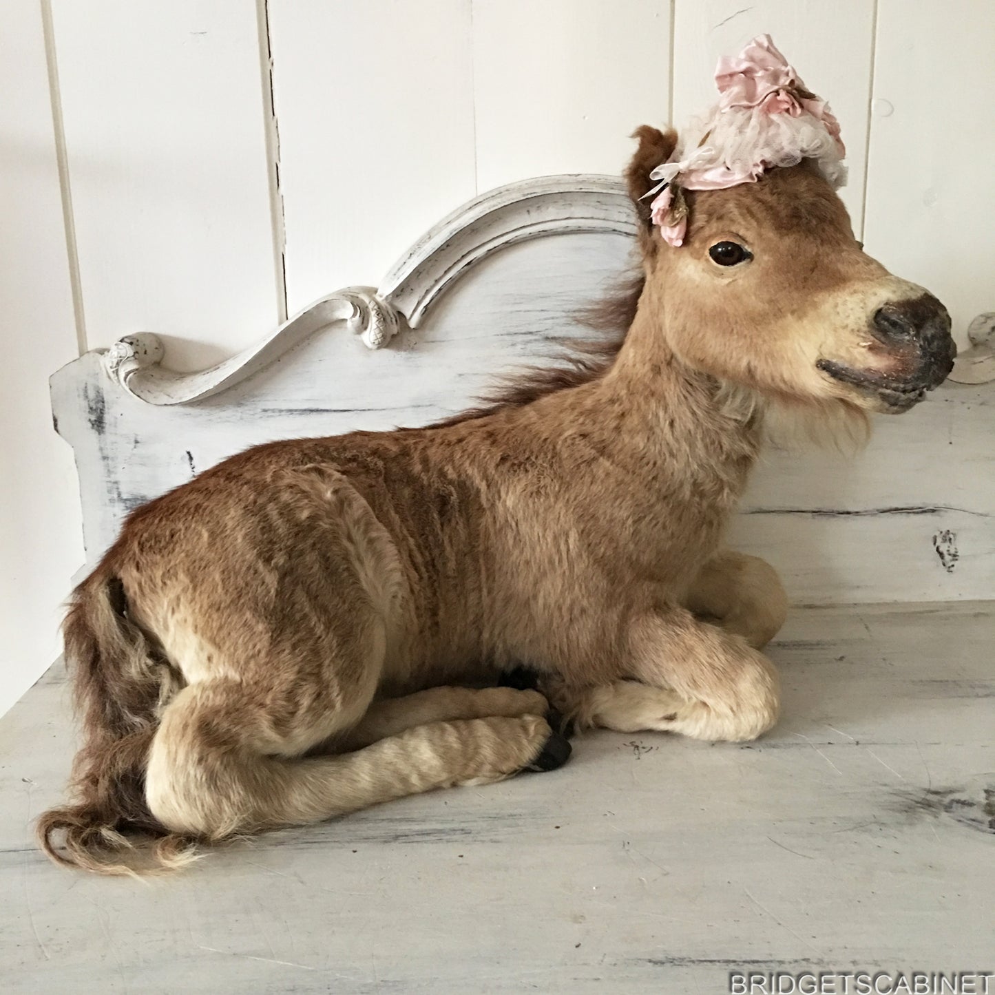 Taxidermy Horse Foal