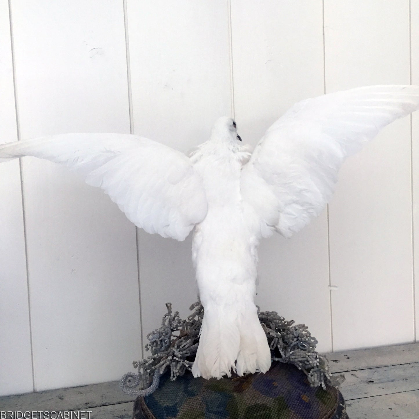 Vintage Taxidermy Dove Mounted Flying Pose