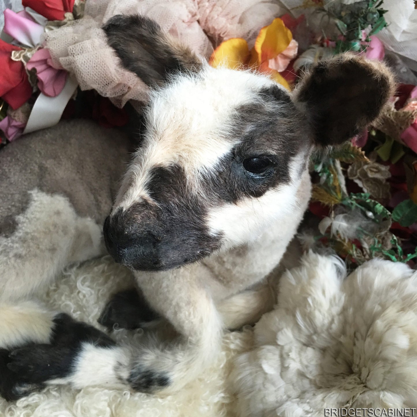 Vintage Taxidermy Lamb