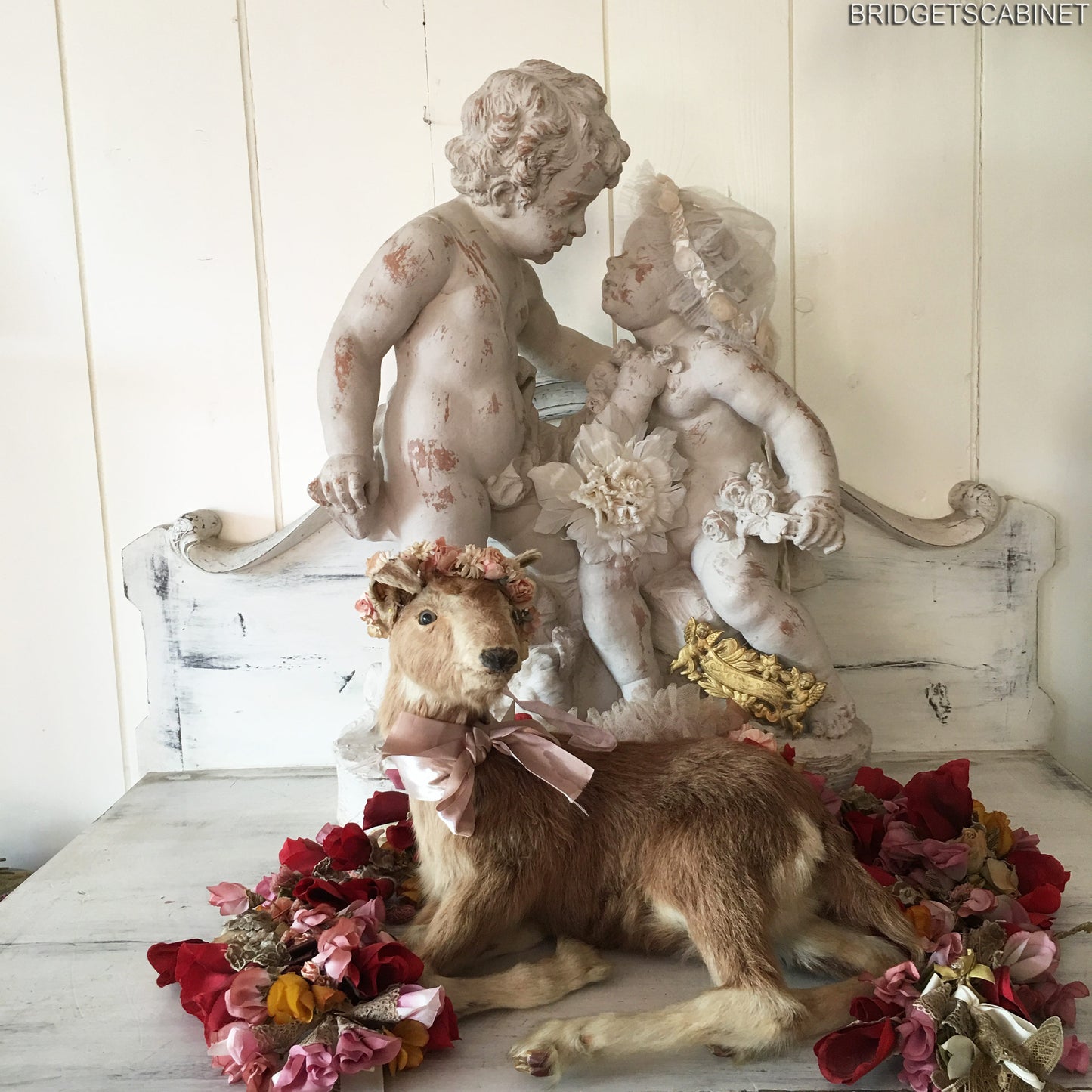 Taxidermy Goat