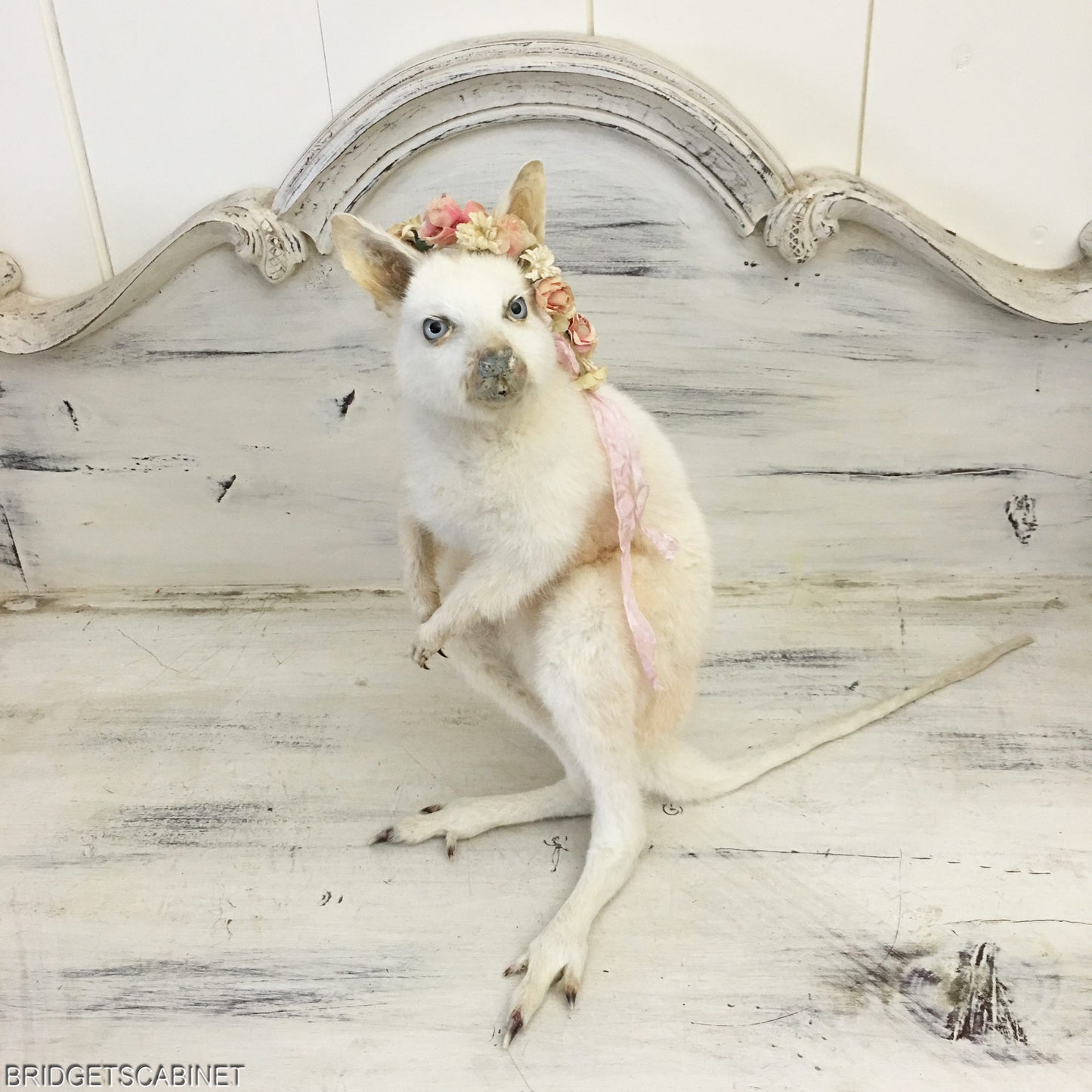 Taxidermy White Wallaby
