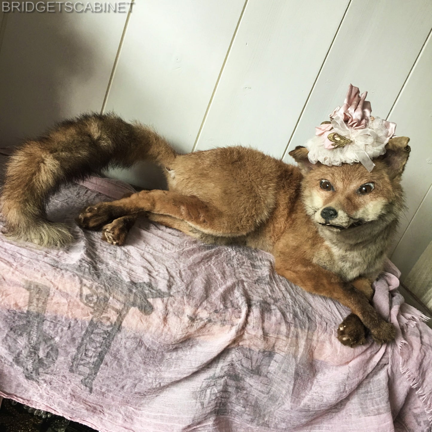 Antique Taxidermy Fox