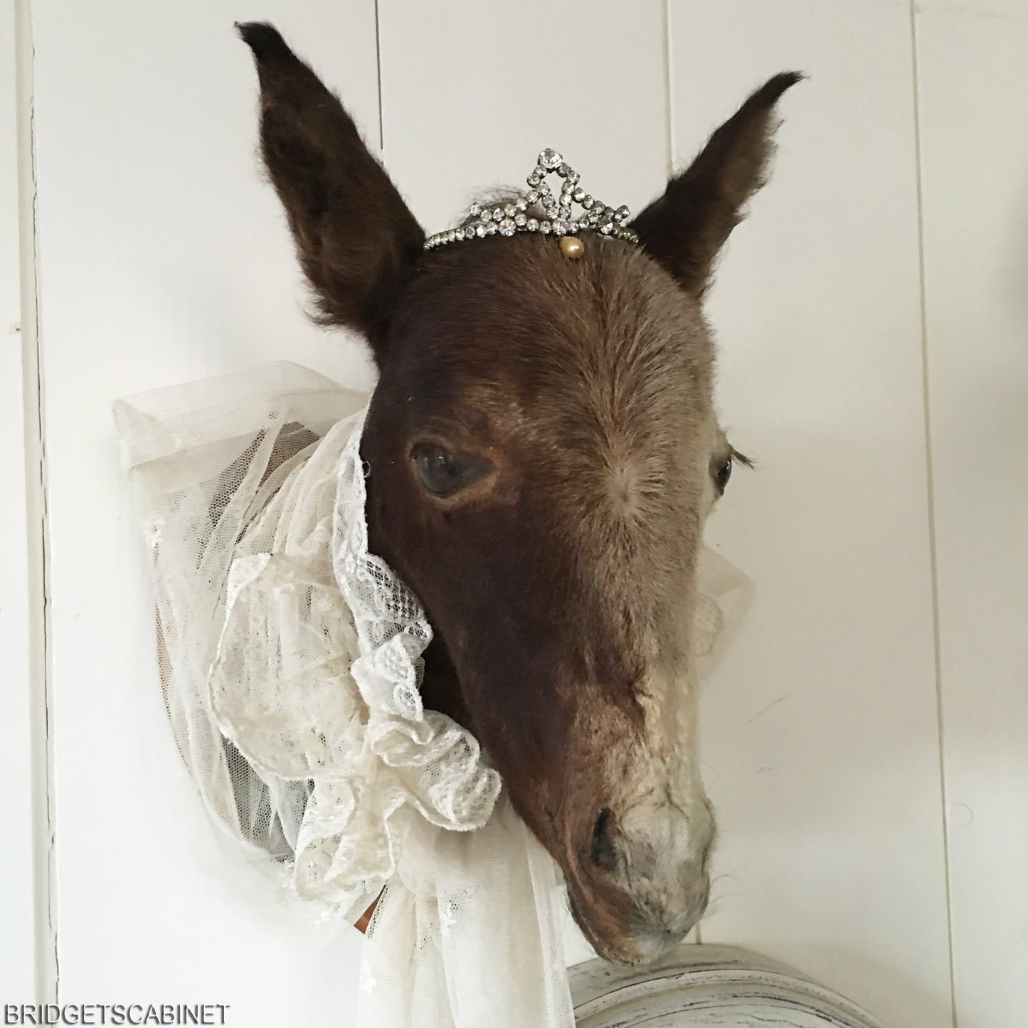 Vintage Taxidermy Foal Mule Head Mounted