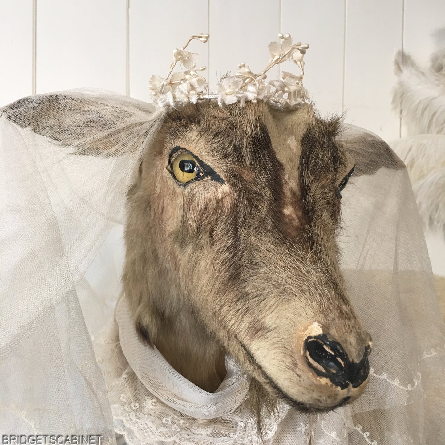 Antique Taxidermy Goat Mounted