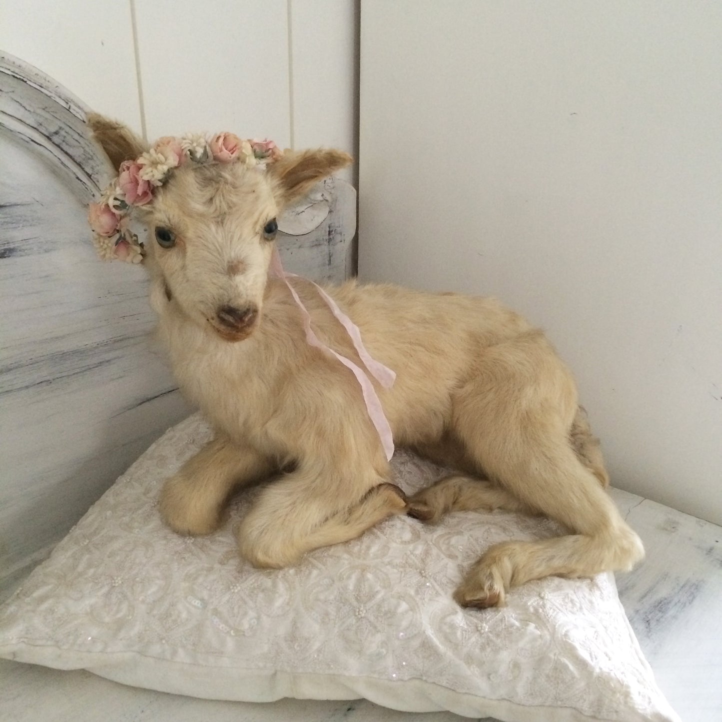 Vintage Taxidermy Goat