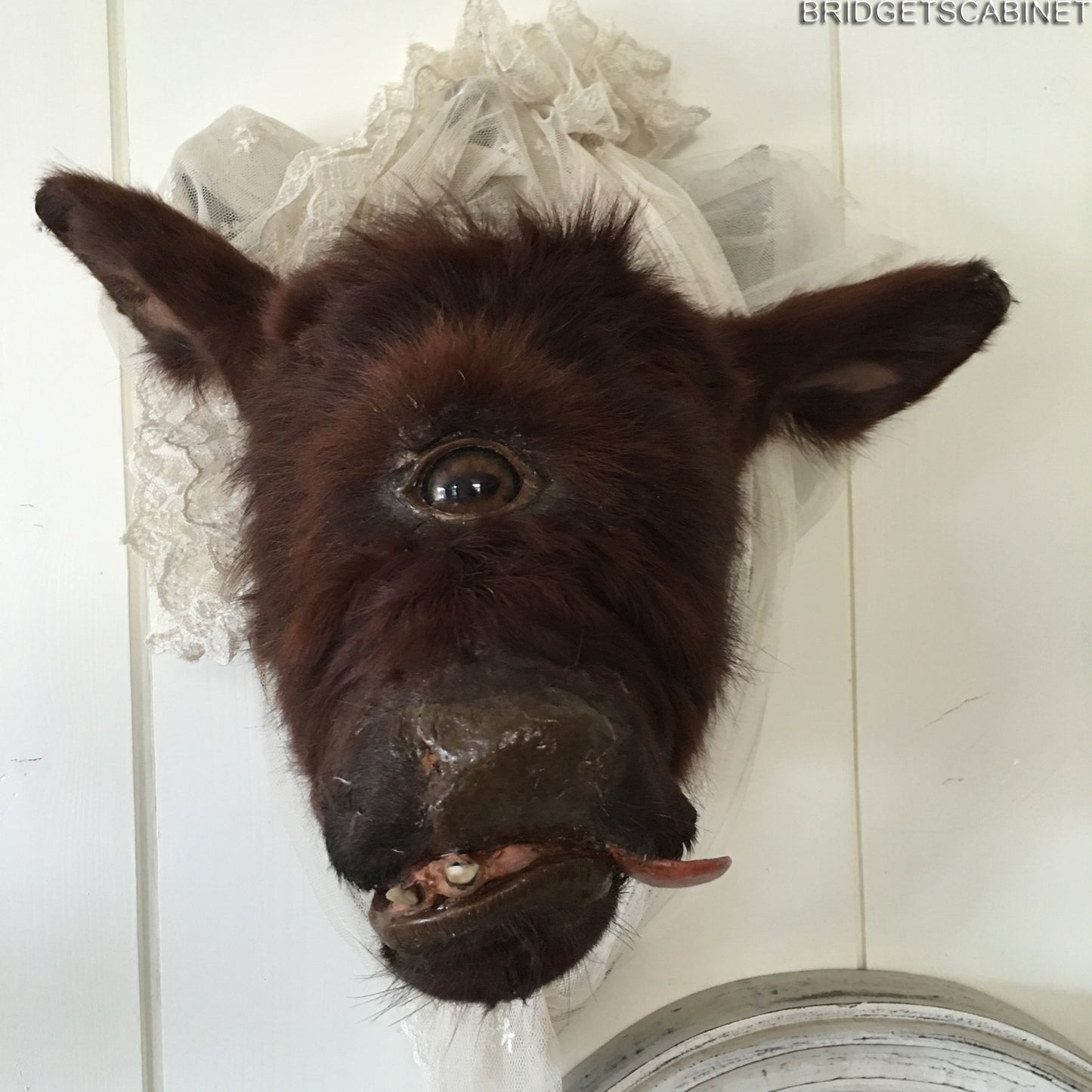 Rare Taxidermy Cyclops Misfit Calf