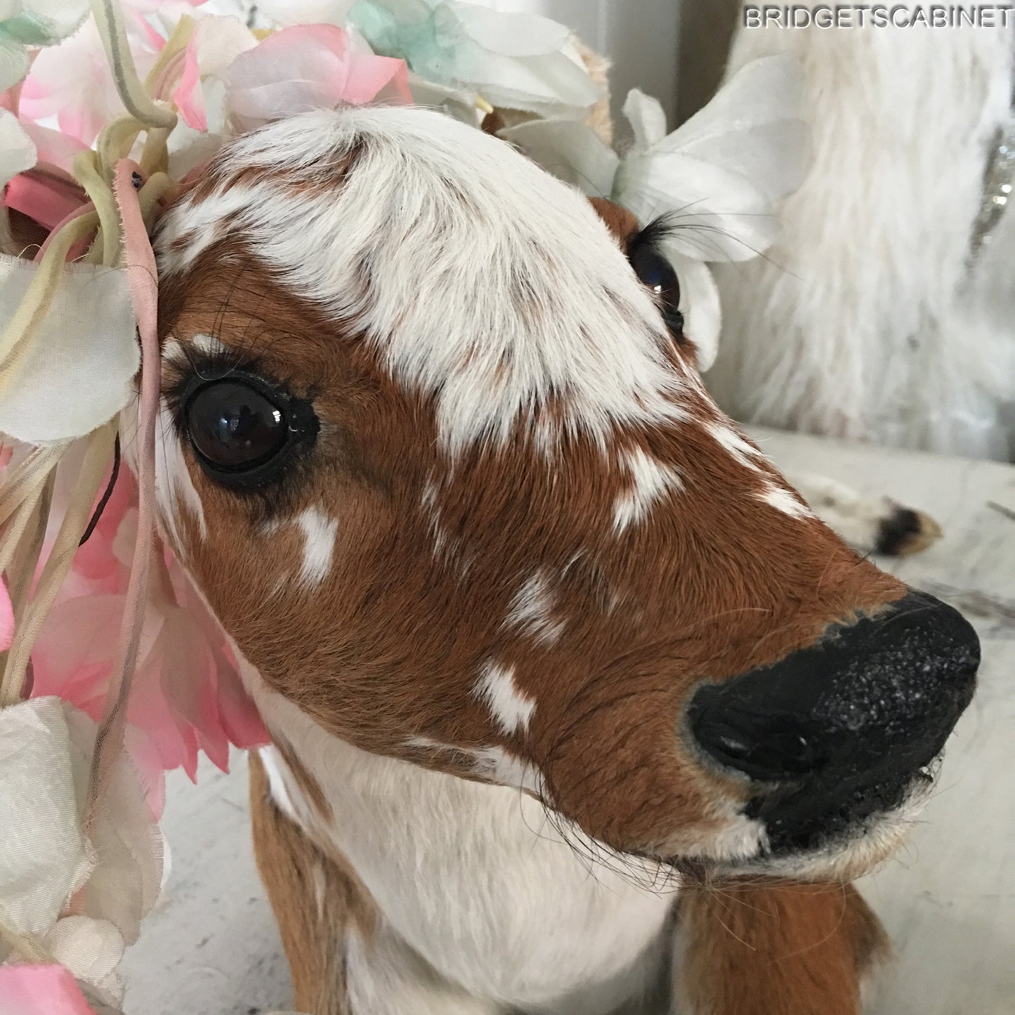 Taxidermy Calf