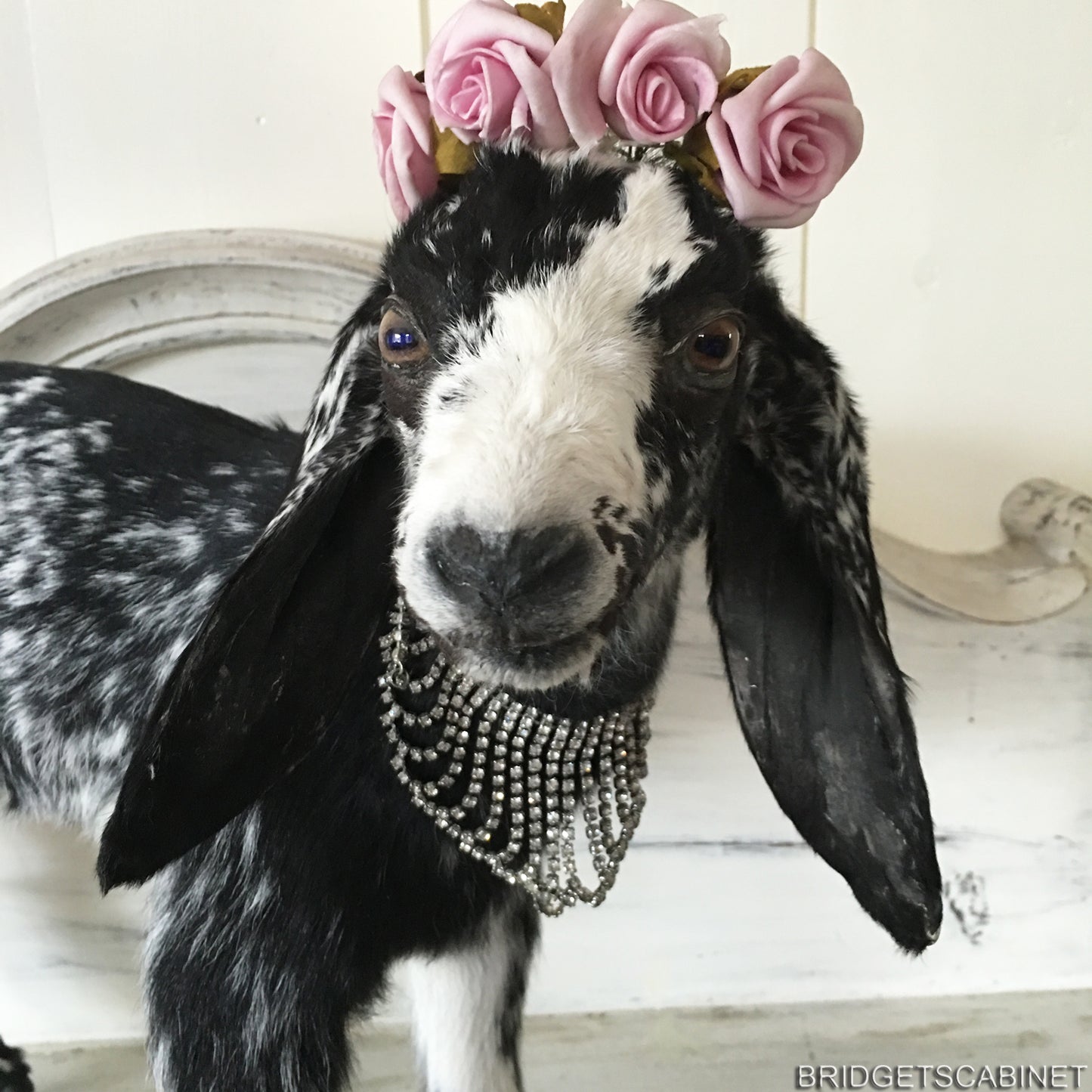 Taxidermy Black White Goat