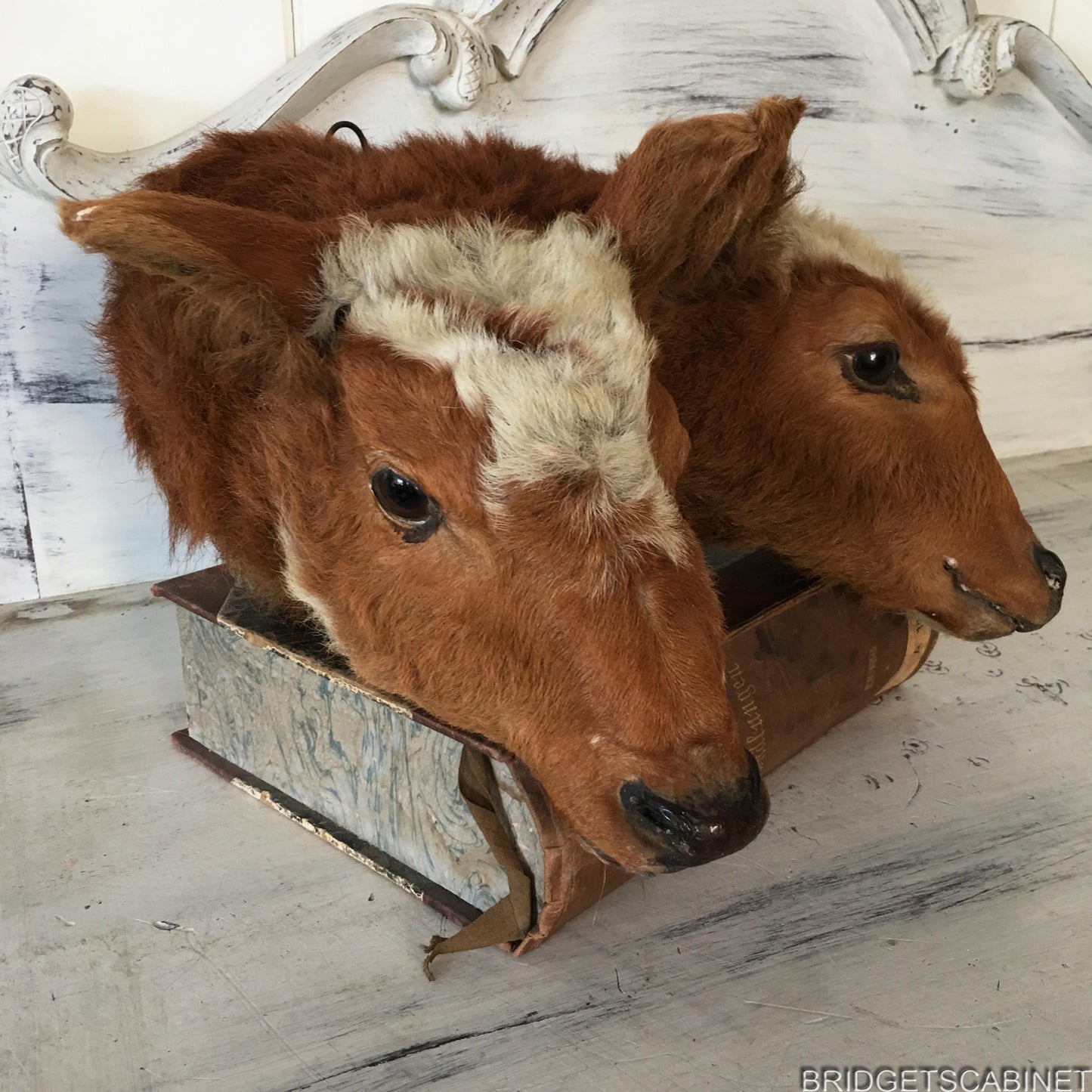 1930s Rare 2-Headed Conjoined Taxidermy Calf