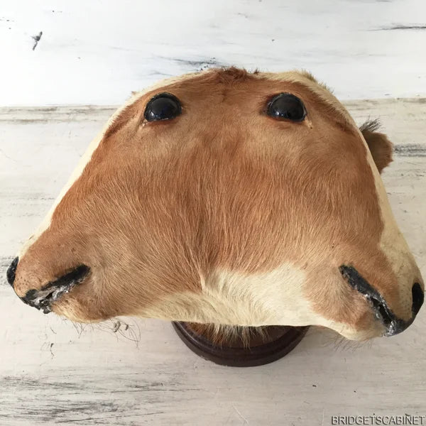 Antique 2-Headed Conjoined Taxidermy Calf