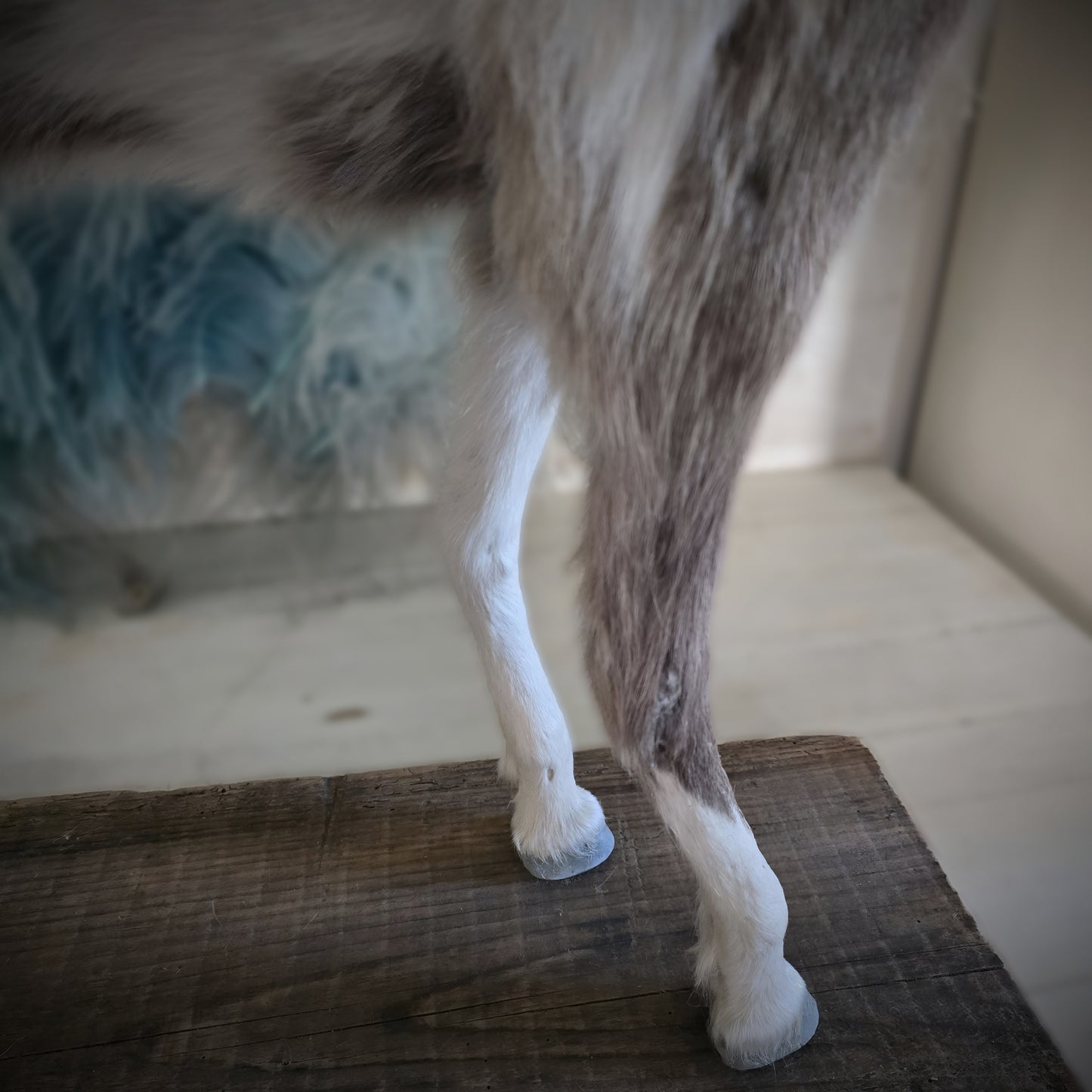 Antique Taxidermy Mounted Small Foal – A Unique Collector’s Piece