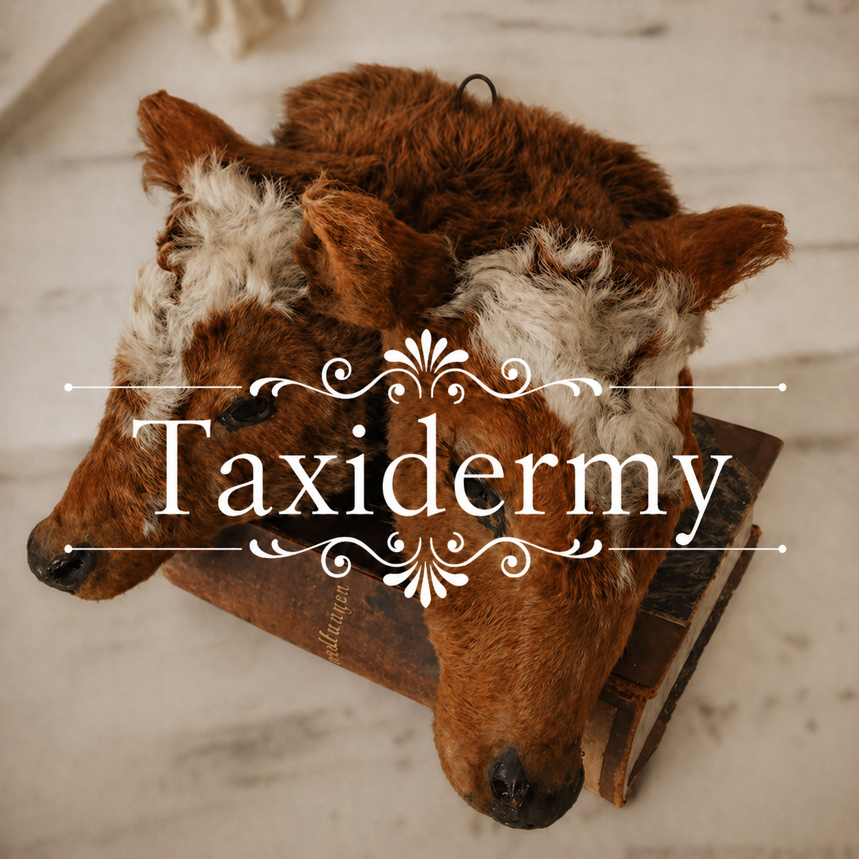 Taxidermy