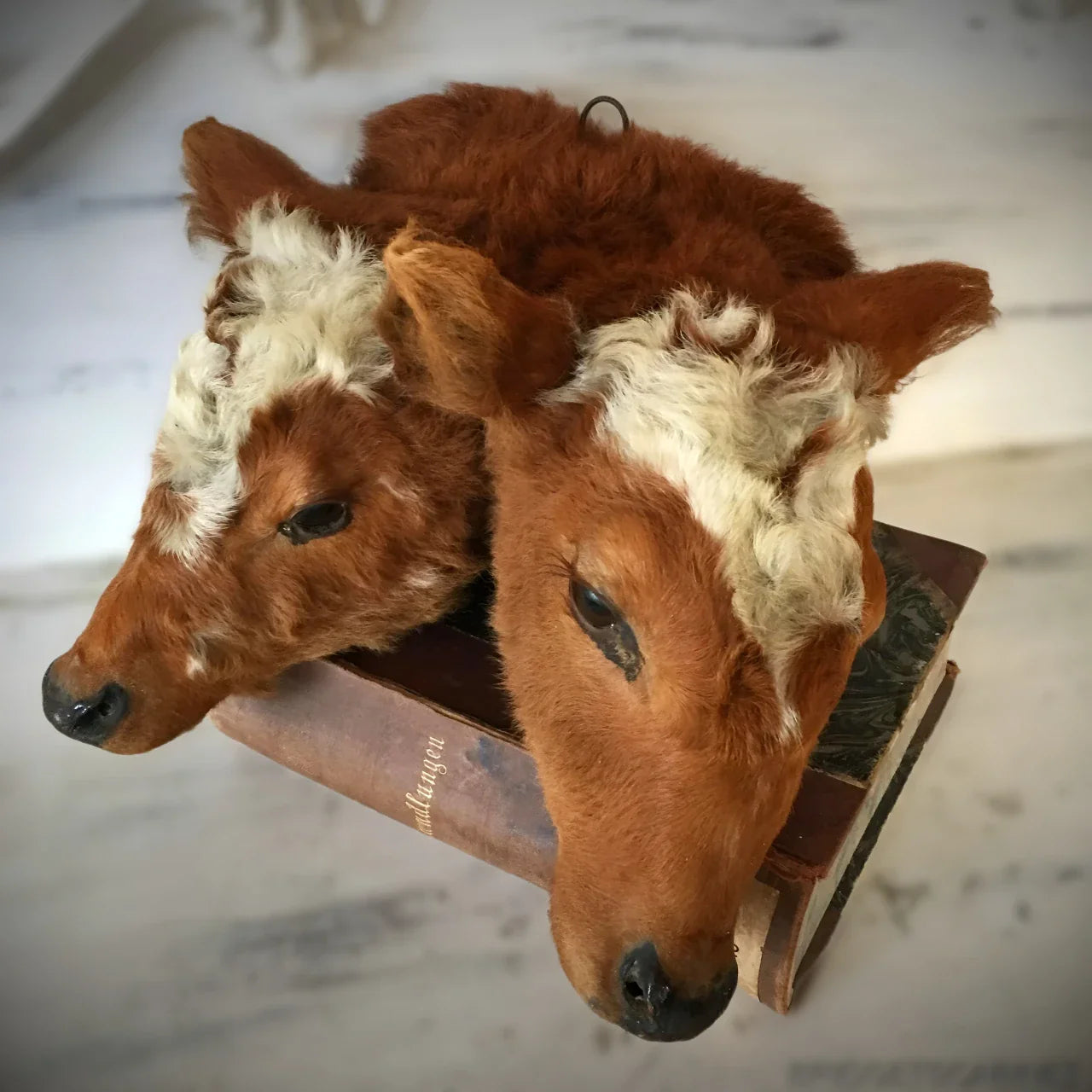 Taxidermy