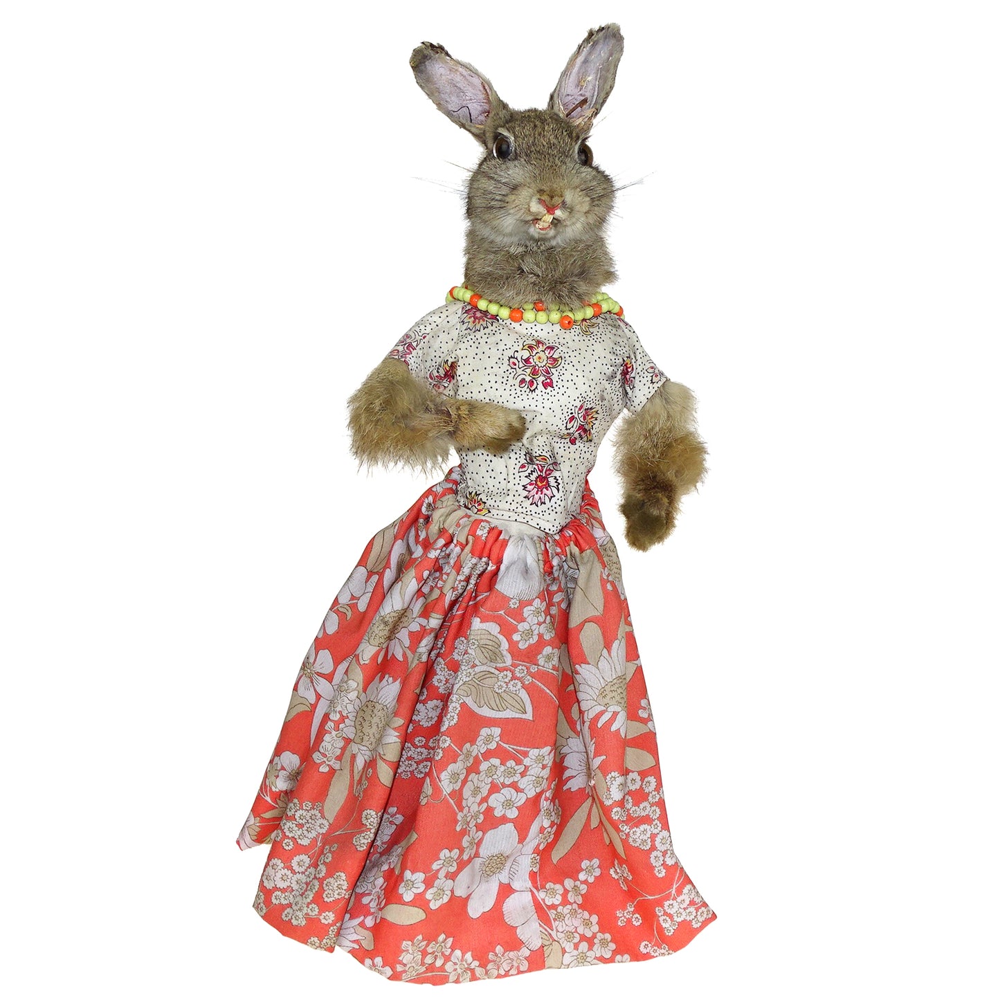 Scene of 5 1930s Taxidermy Animals