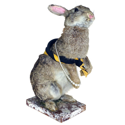 Scene of 5 1930s Taxidermy Animals