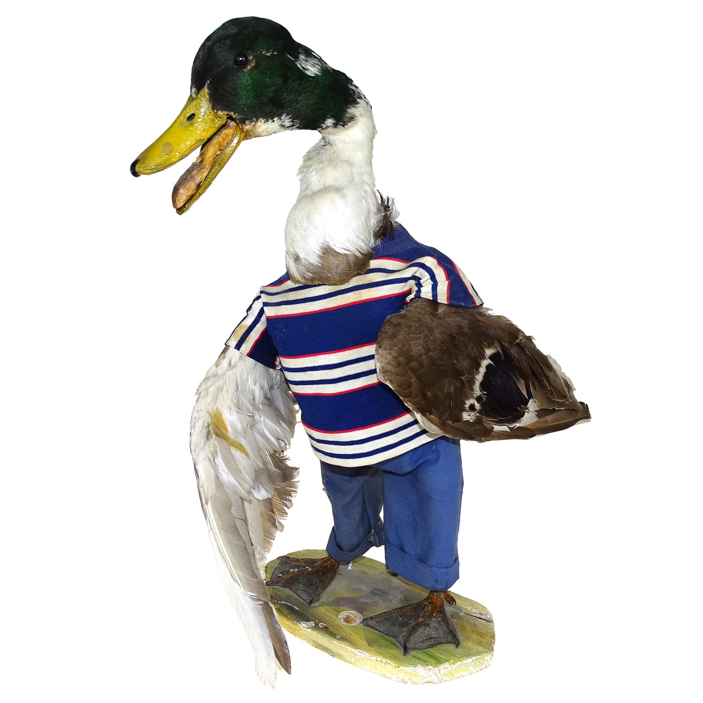 Scene of 5 1930s Taxidermy Animals