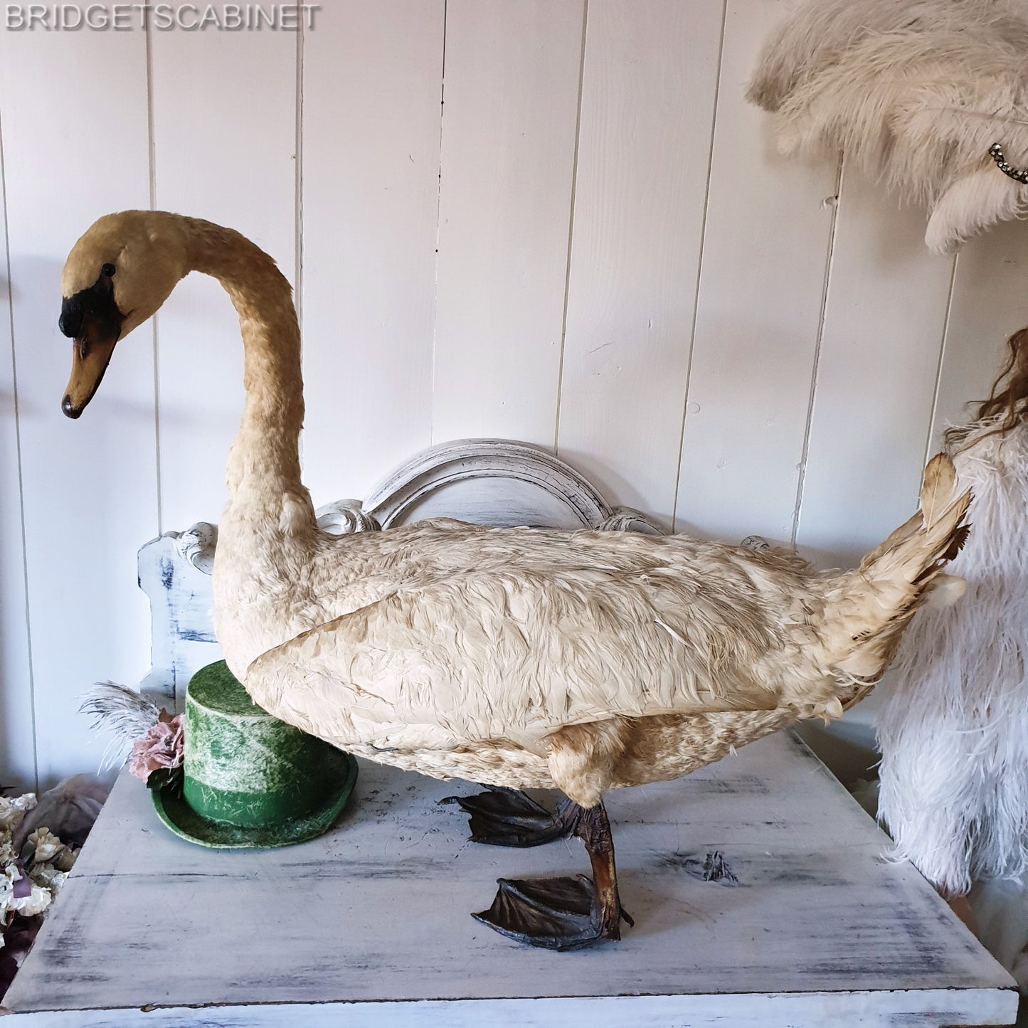 1900s Large Taxidermy Swan