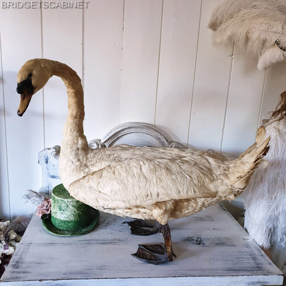 1900s Large Taxidermy Swan
