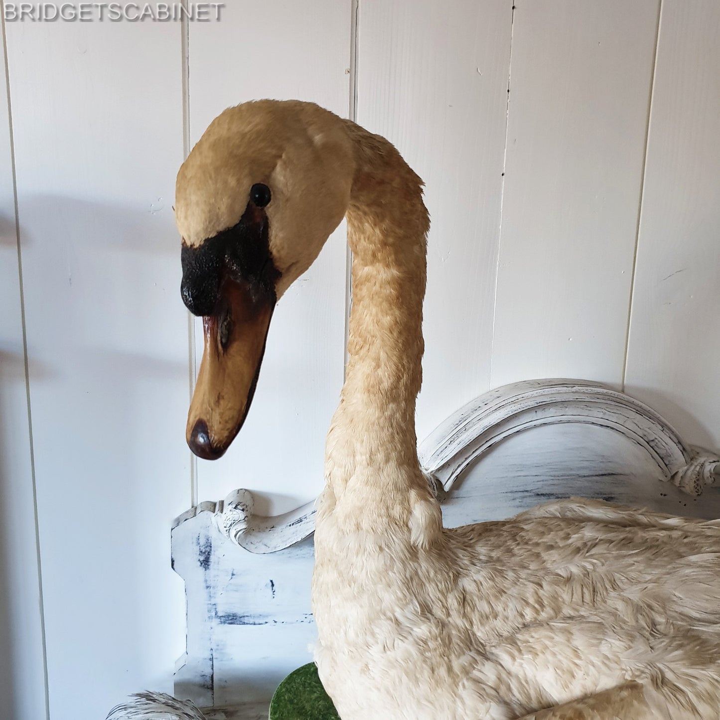 1900s Large Taxidermy Swan