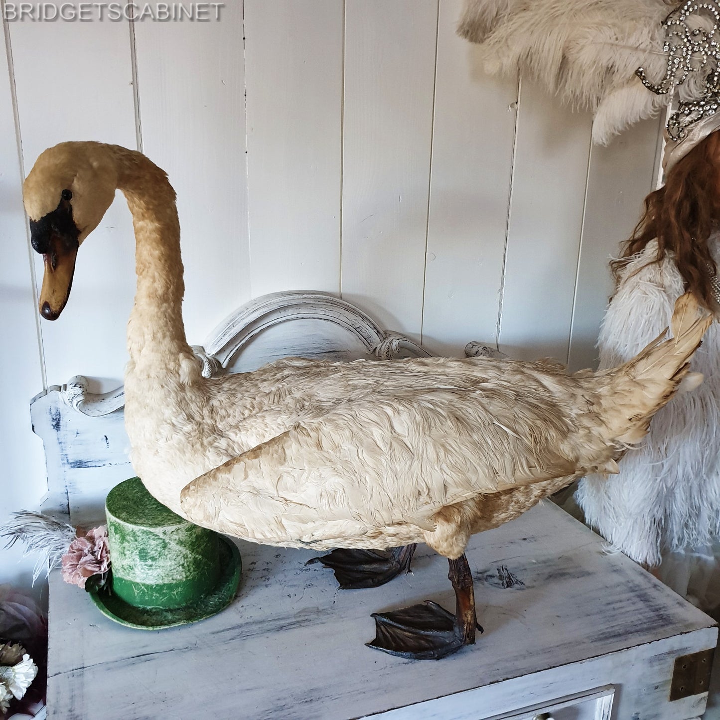 1900s Large Taxidermy Swan