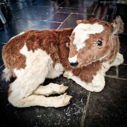 Antique Taxidermy Calf
