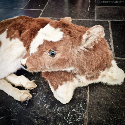 Antique Taxidermy Calf