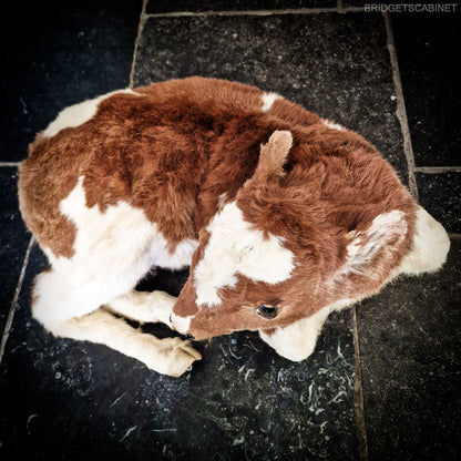Antique Taxidermy Calf