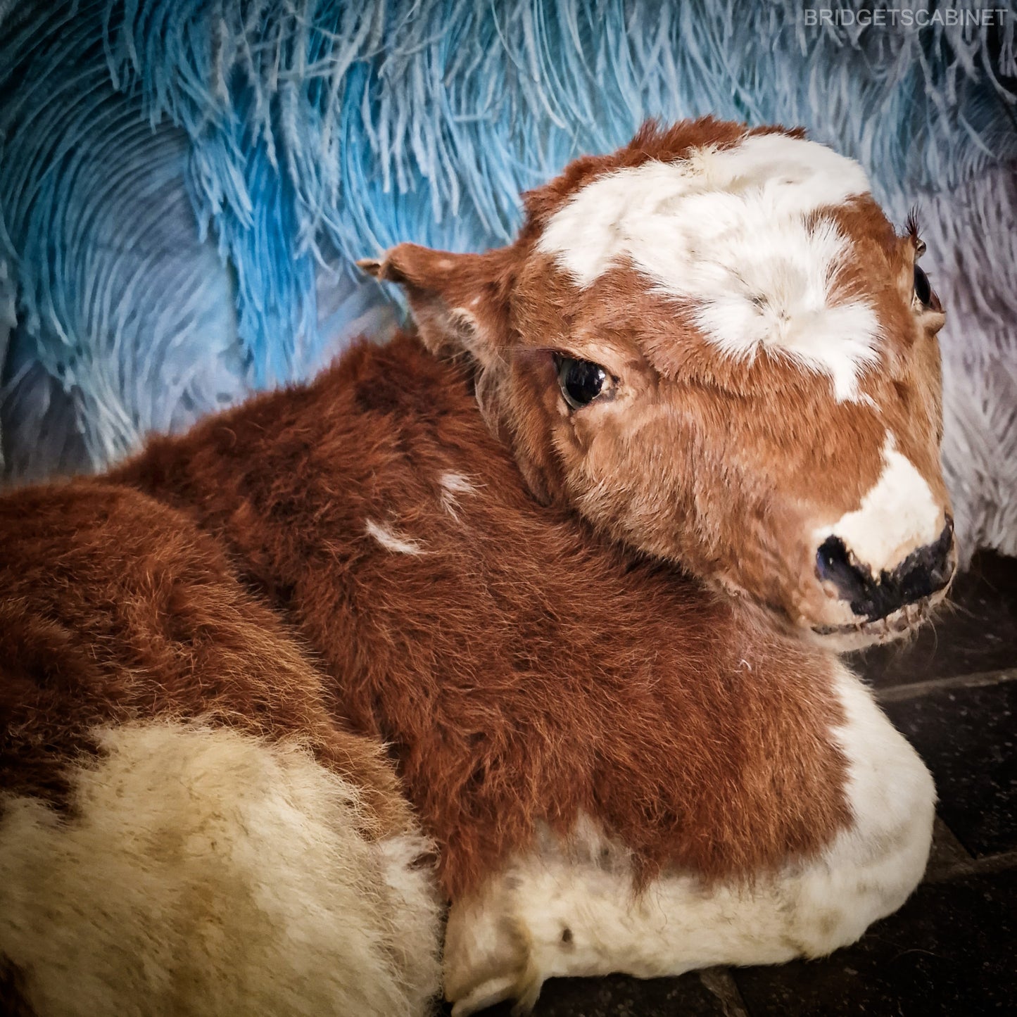 Antique Taxidermy Calf