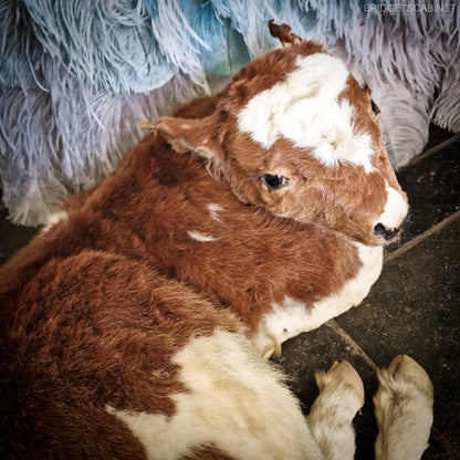 Antique Taxidermy Calf