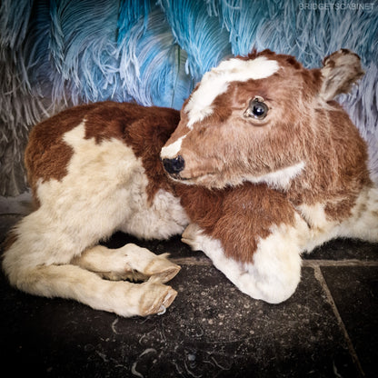 Antique Taxidermy Calf