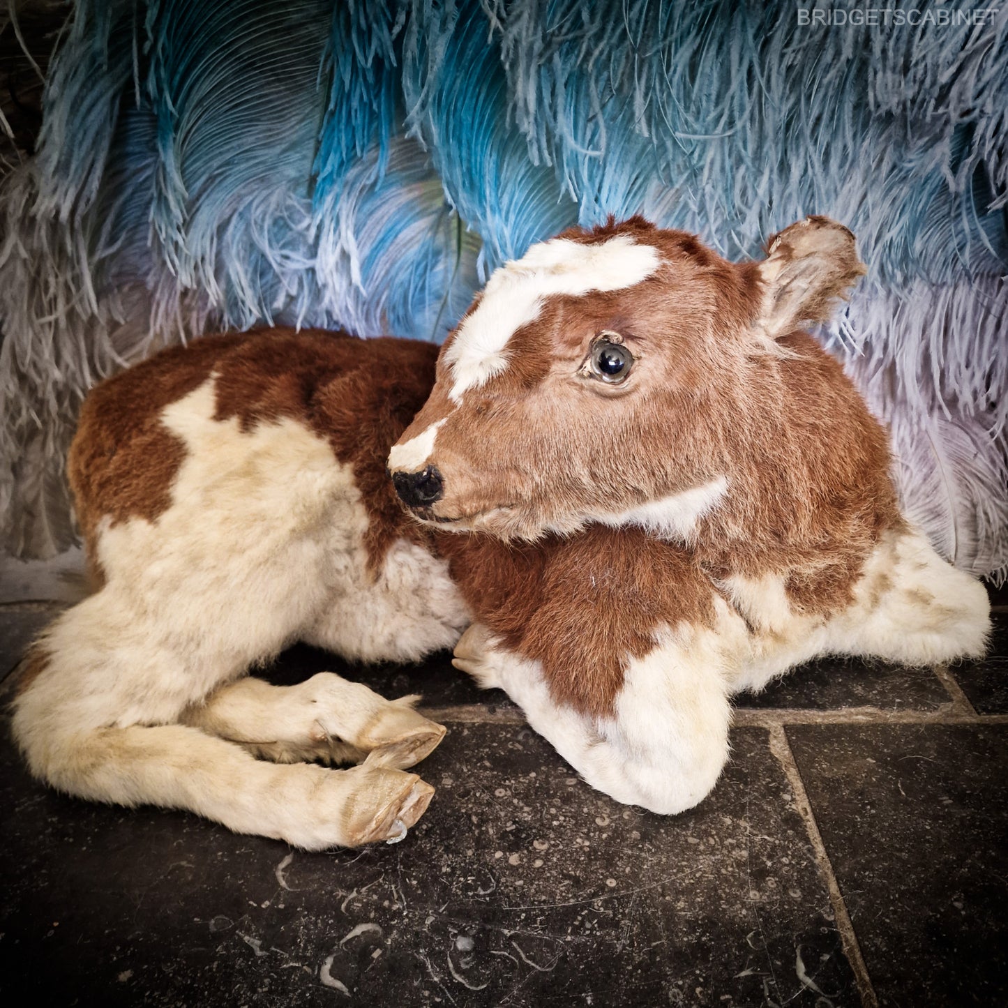 Antique Taxidermy Calf