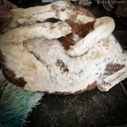 Antique Taxidermy Calf