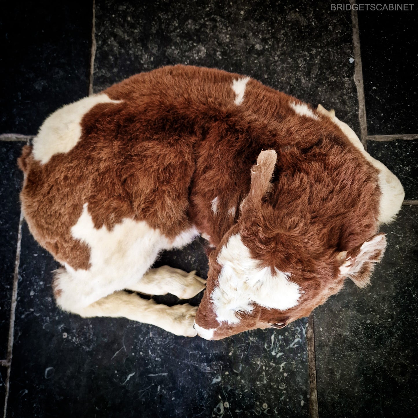 Antique Taxidermy Calf