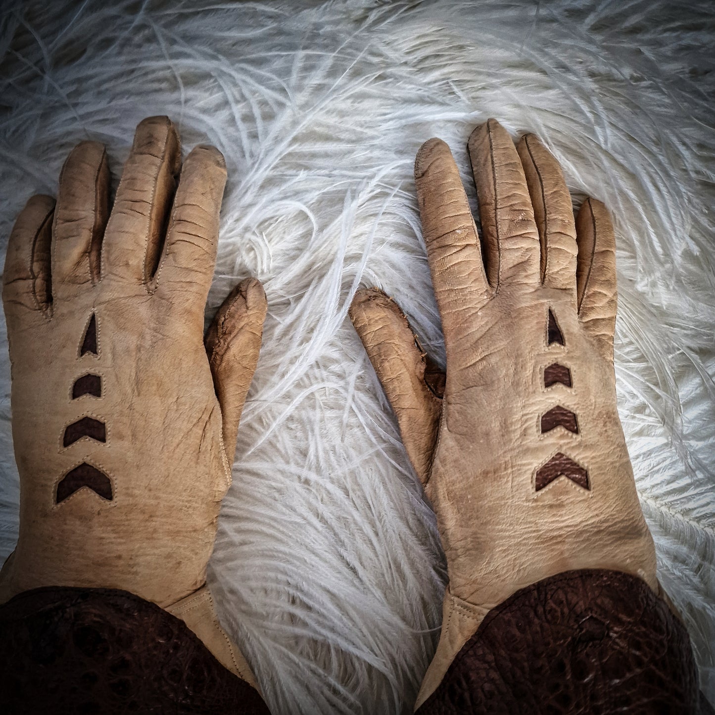 Rare Taxidermy Gloves Toad
