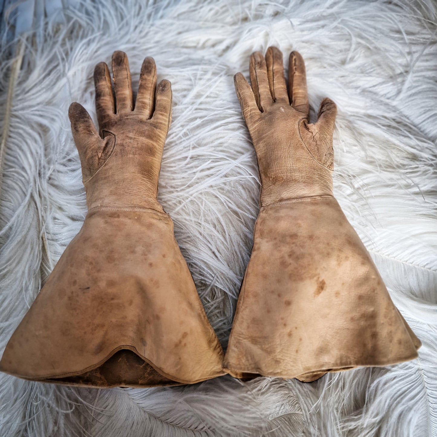 Rare Taxidermy Gloves Toad