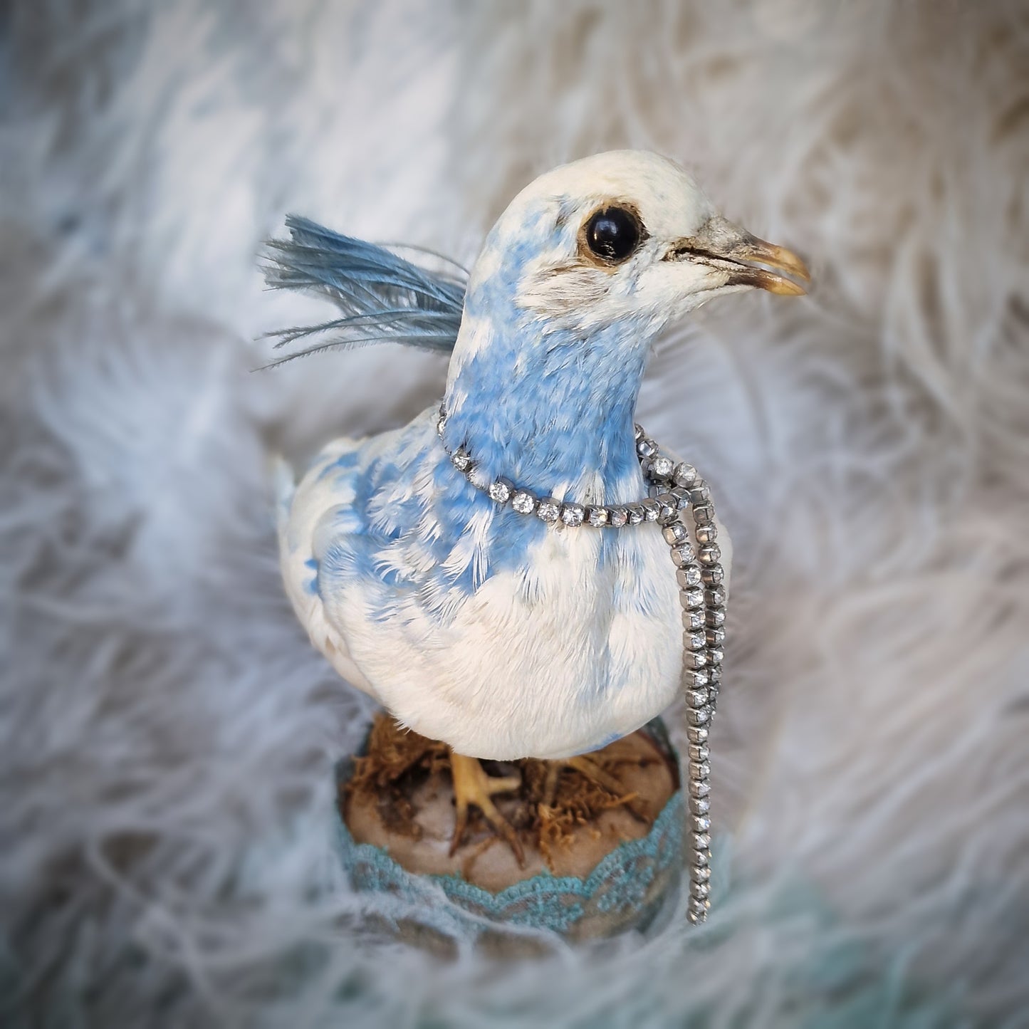 Old Vintage Taxidermy Pigeon Dove Mounted