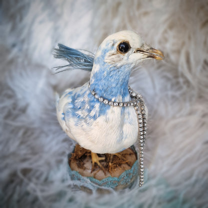 Old Vintage Taxidermy Pigeon Dove Mounted