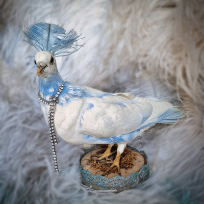 Old Vintage Taxidermy Pigeon Dove Mounted