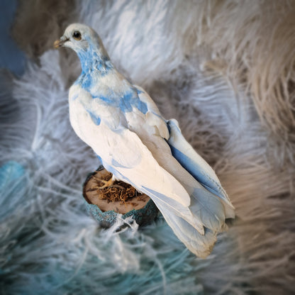 Old Vintage Taxidermy Pigeon Dove Mounted