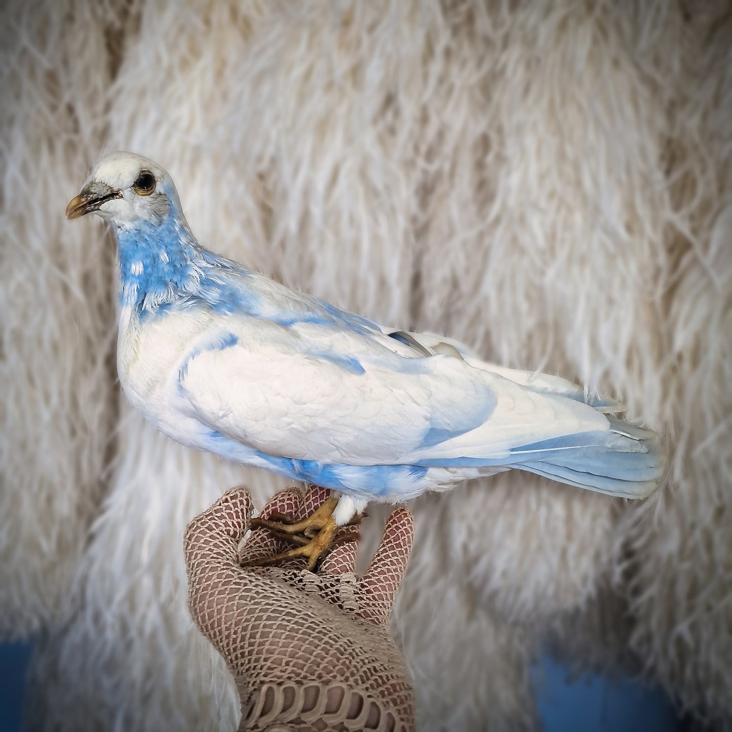 Old Vintage Taxidermy Pigeon Dove Mounted