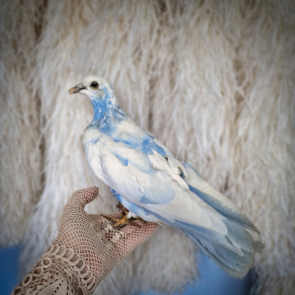 Old Vintage Taxidermy Pigeon Dove Mounted