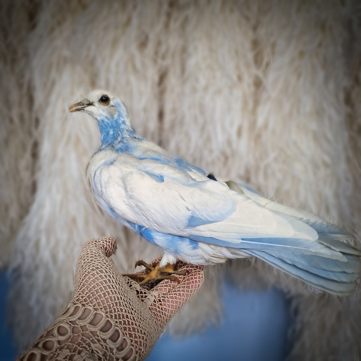 Old Vintage Taxidermy Pigeon Dove Mounted