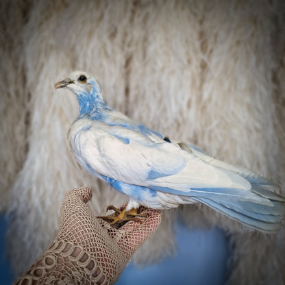 Old Vintage Taxidermy Pigeon Dove Mounted