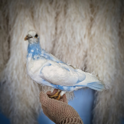 Old Vintage Taxidermy Pigeon Dove Mounted