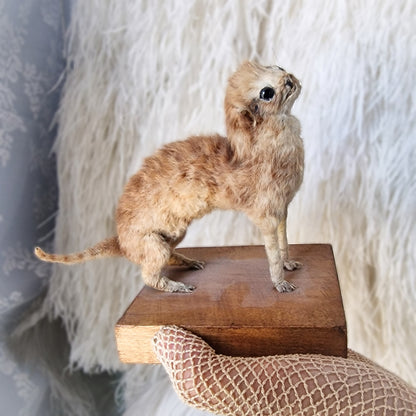 Antique Mounted two-headed Taxidermy Kitten