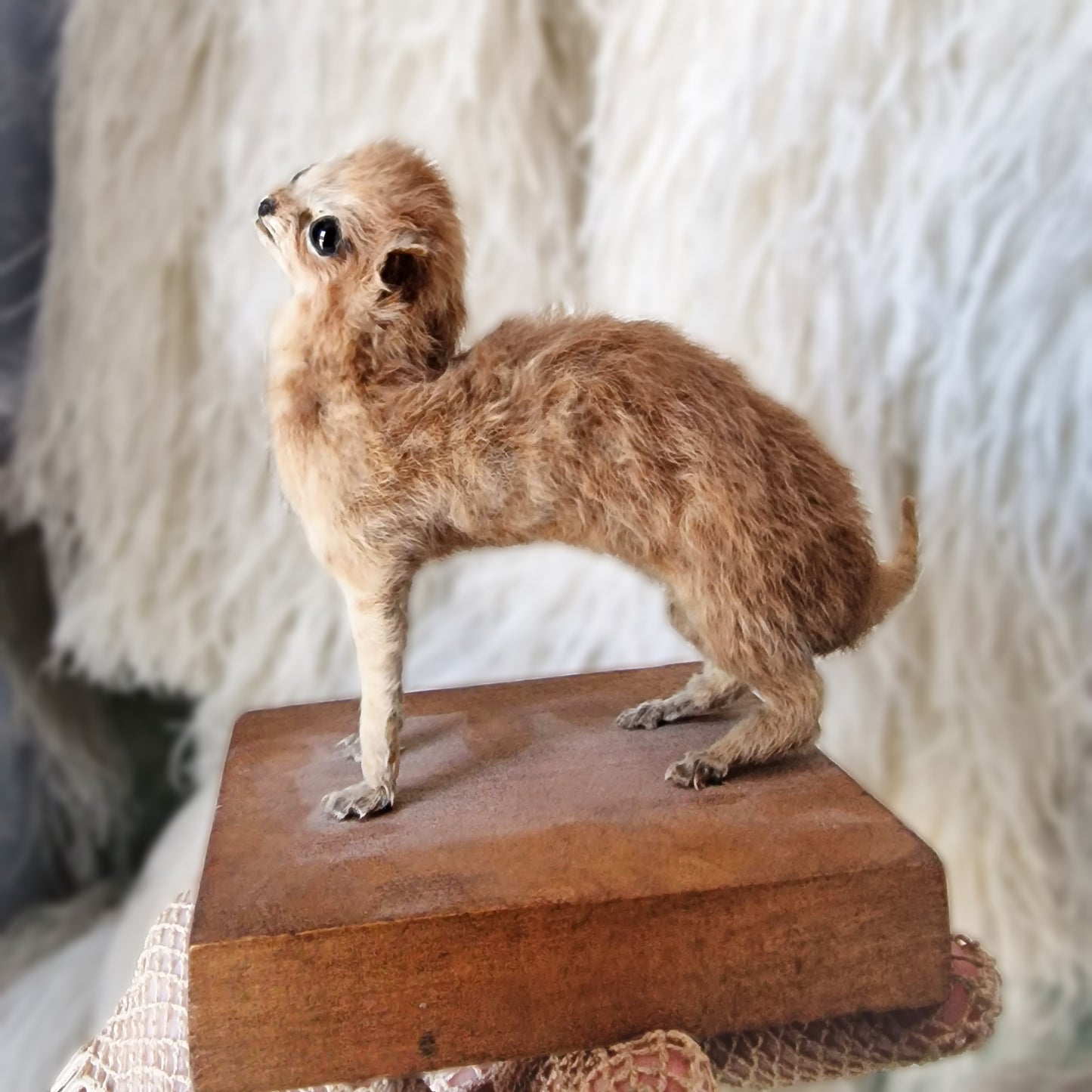 Antique Mounted two-headed Taxidermy Kitten