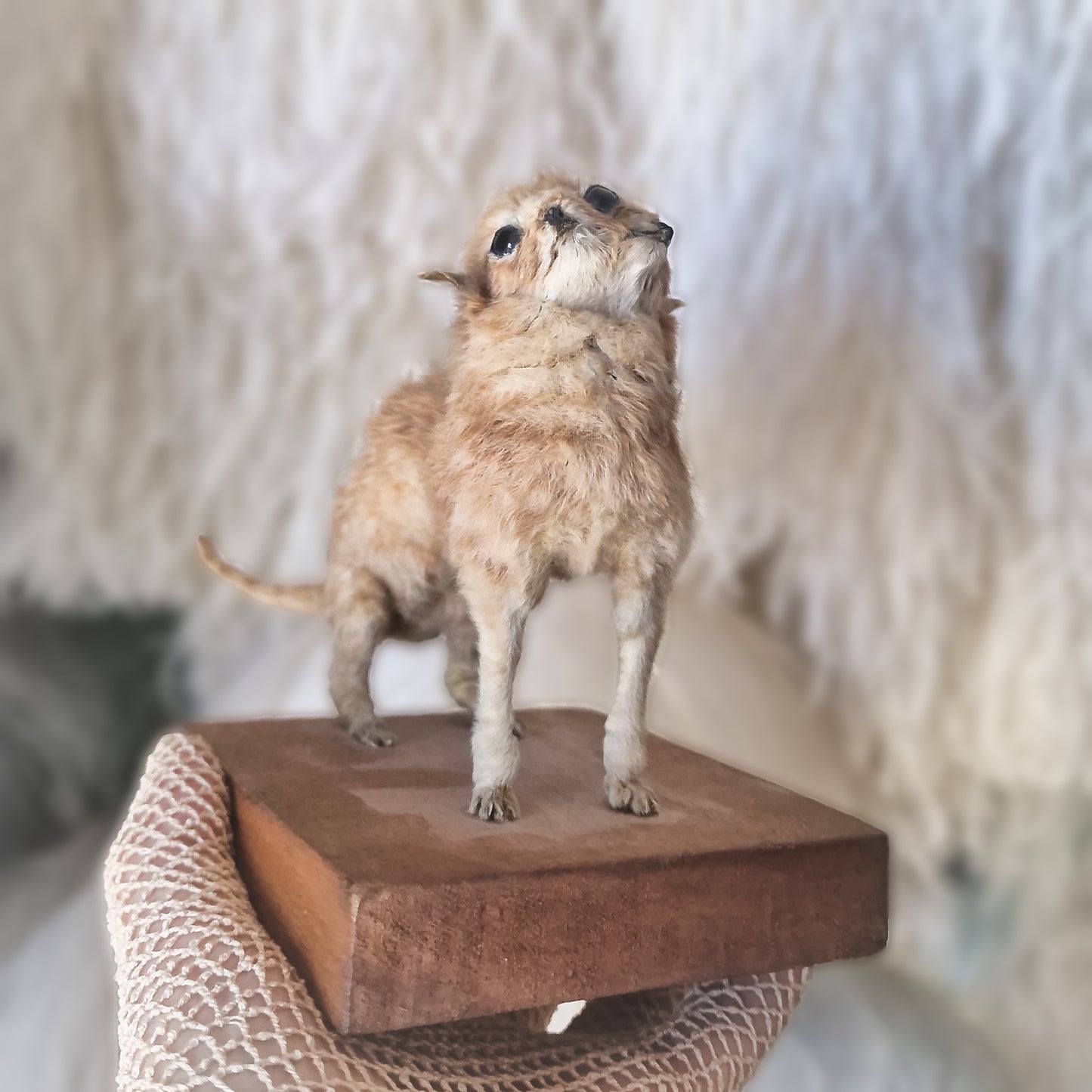 Antique Mounted two-headed Taxidermy Kitten
