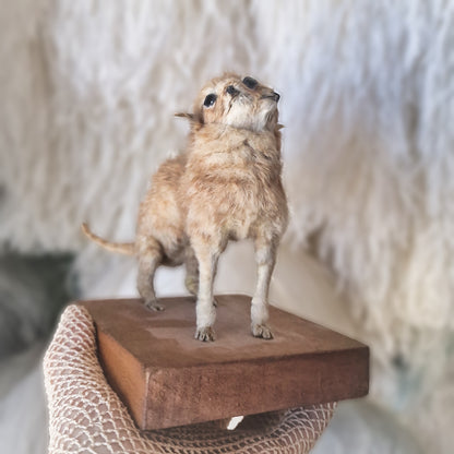 Antique Mounted two-headed Taxidermy Kitten